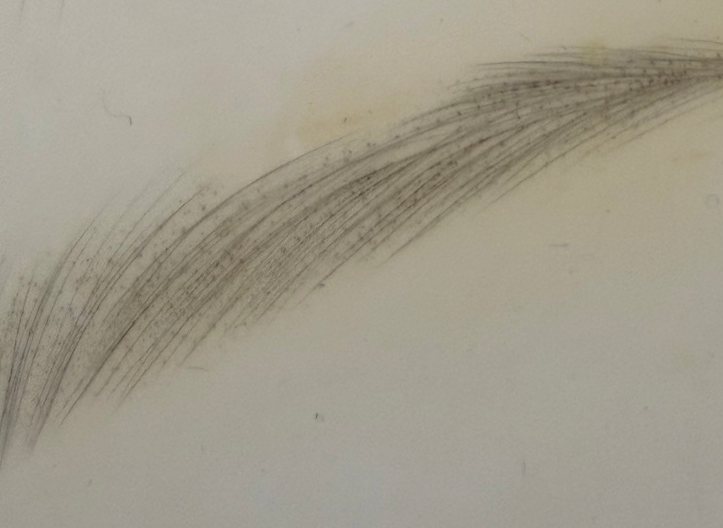 Mini Nano Brows